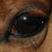 Horse eye